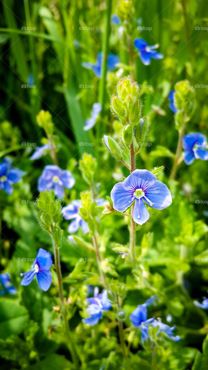 Close-up of purple flower