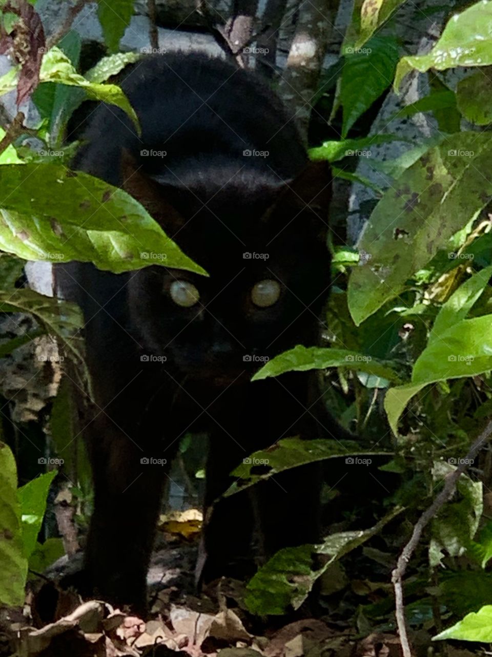 Black car with green eyes in forest 