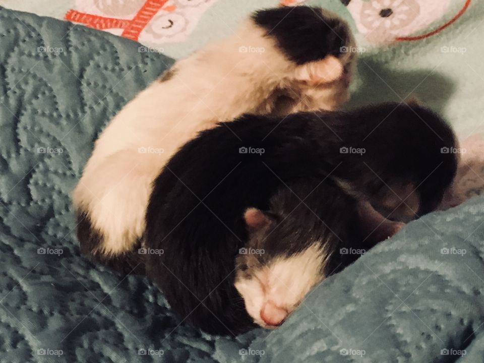 Kitten pile