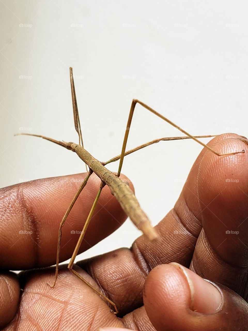 Walking stick insect.

May 06, 2023
10:31am