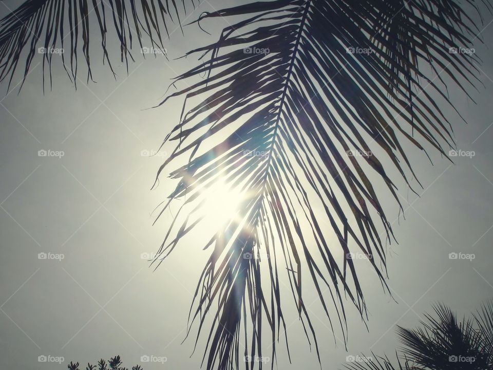 Sunray in Coconut Tree