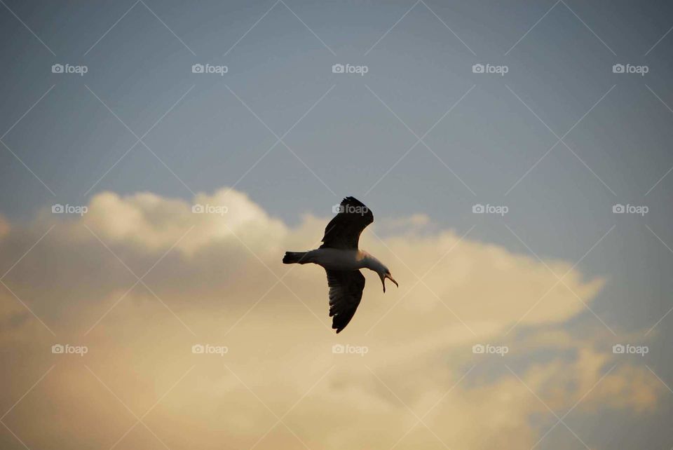 Flying Seagull....!!!!!!