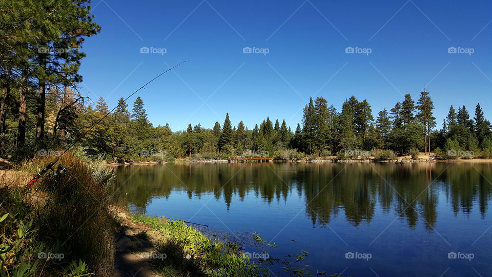 Reflection of forest on water