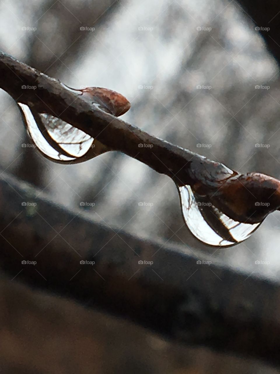 Tree buds with raindrops 