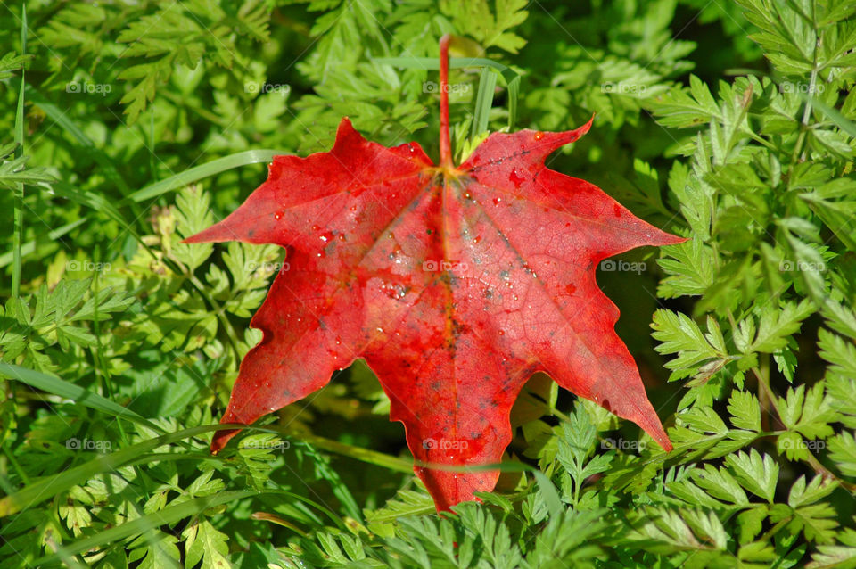 leaf autumn