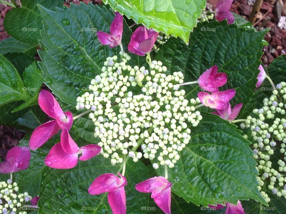 Beautiful lace hydrangeas. 