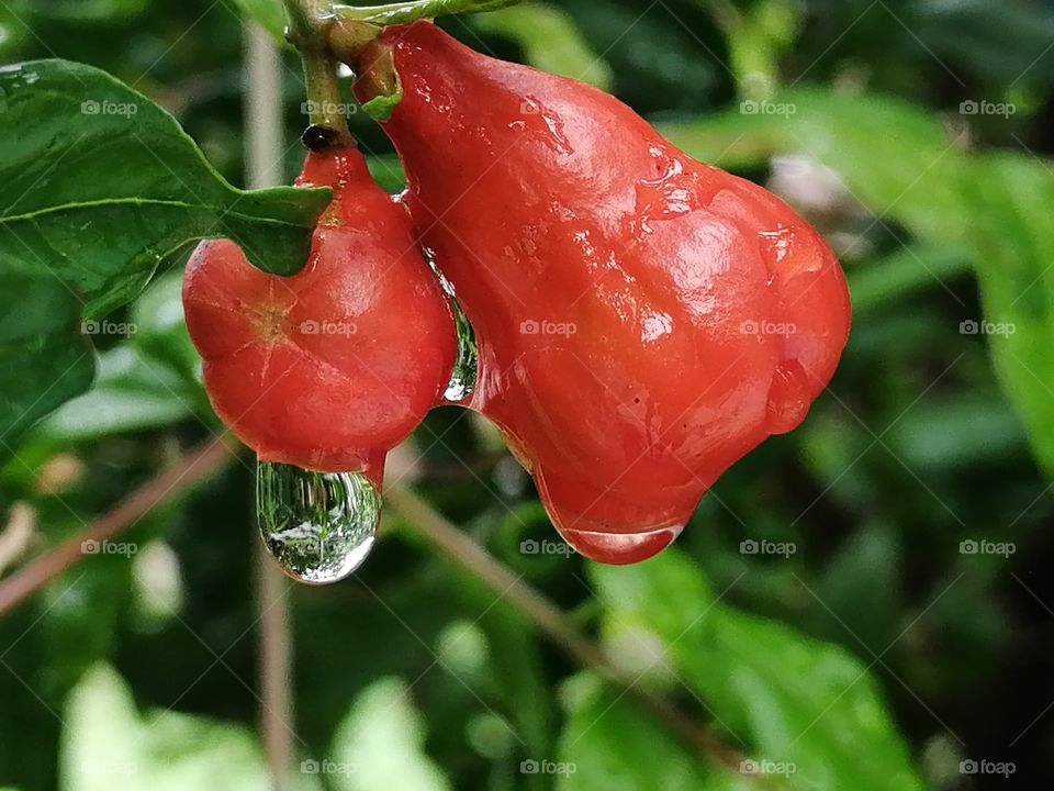 Red Pomegranate flower bud with water drops after rain.