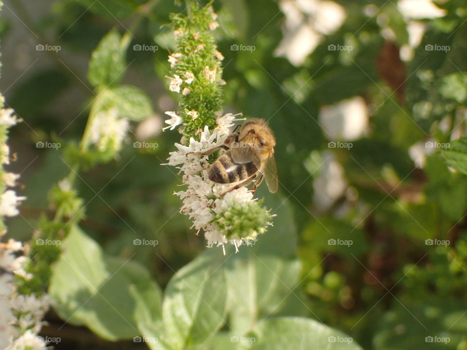 Bee on menthol flower