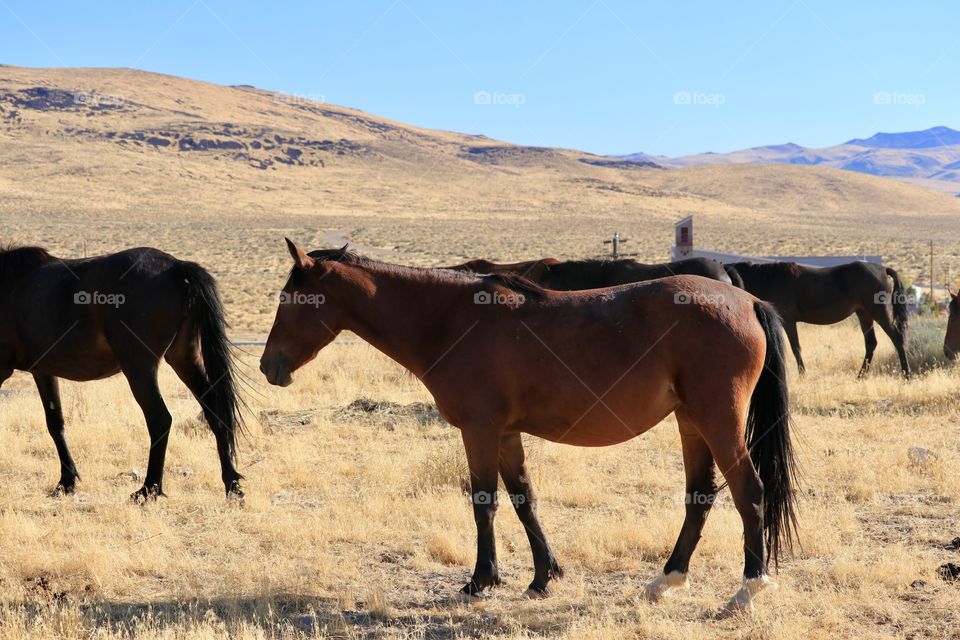 The High Sierra Nevada Mountains; a band of wild mustang horses