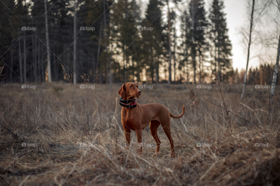 Hungarian vizsla playing outdoor at spring evening 