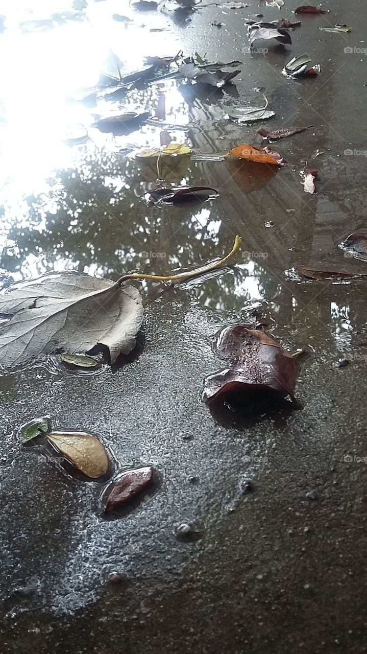 Rain and Leaves
