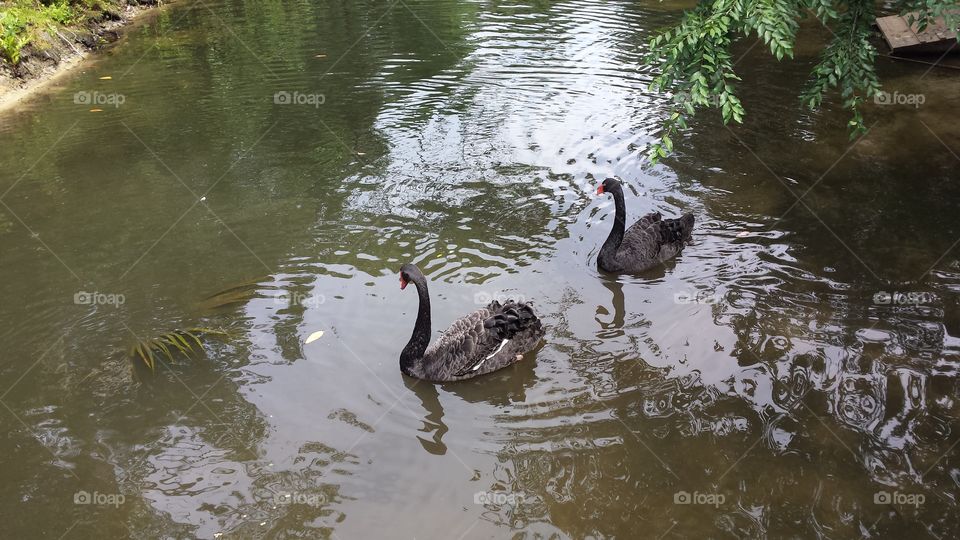 Th ese Black Swans swim and live wild in a nearby lake.