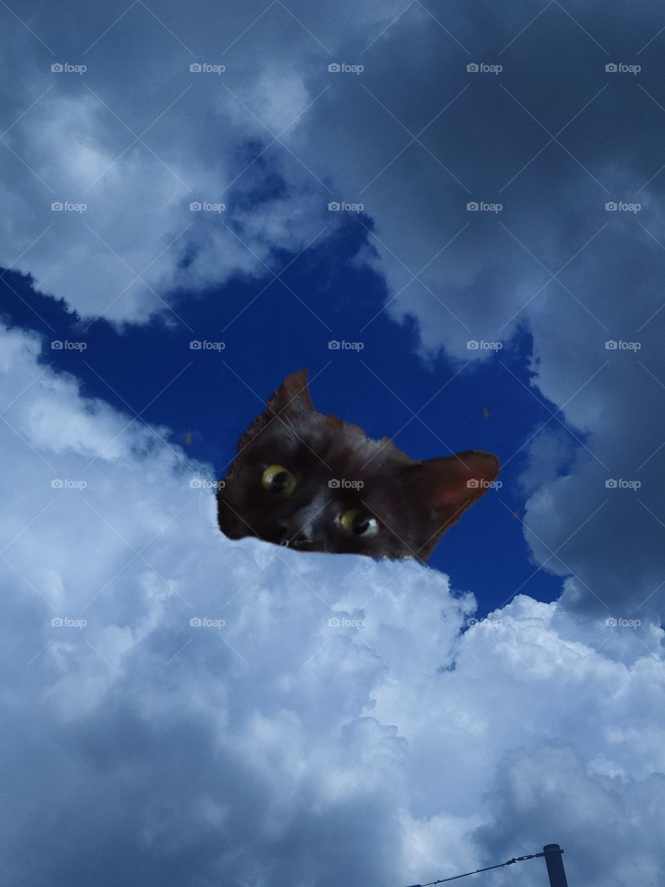 Black cat peeks out of white clouds