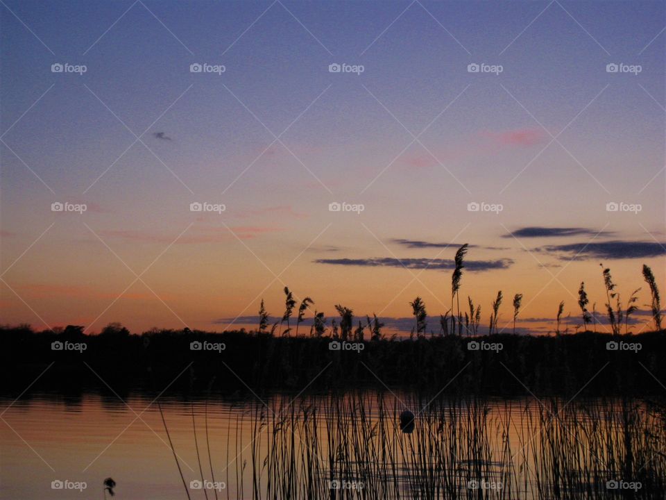 Sea Sunset Flower sky light evening
