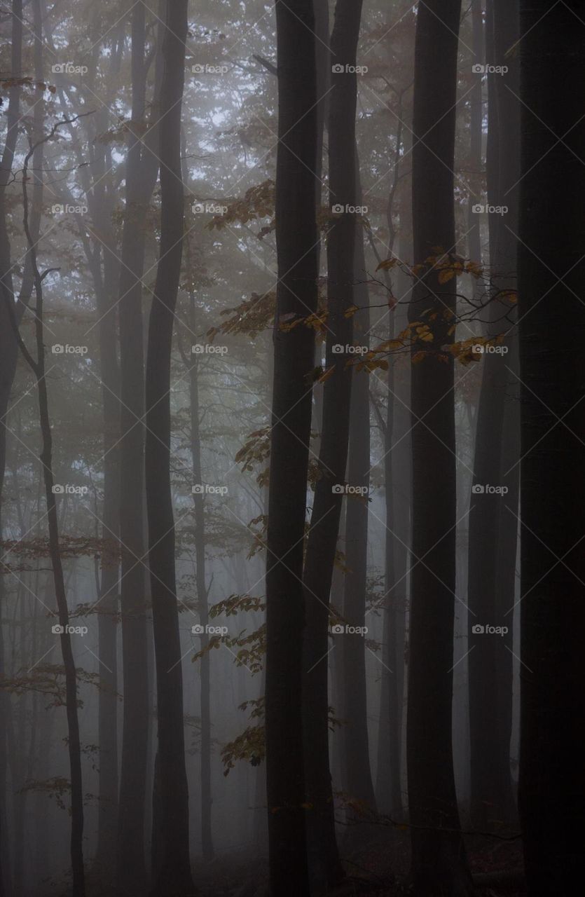 Misty forest 