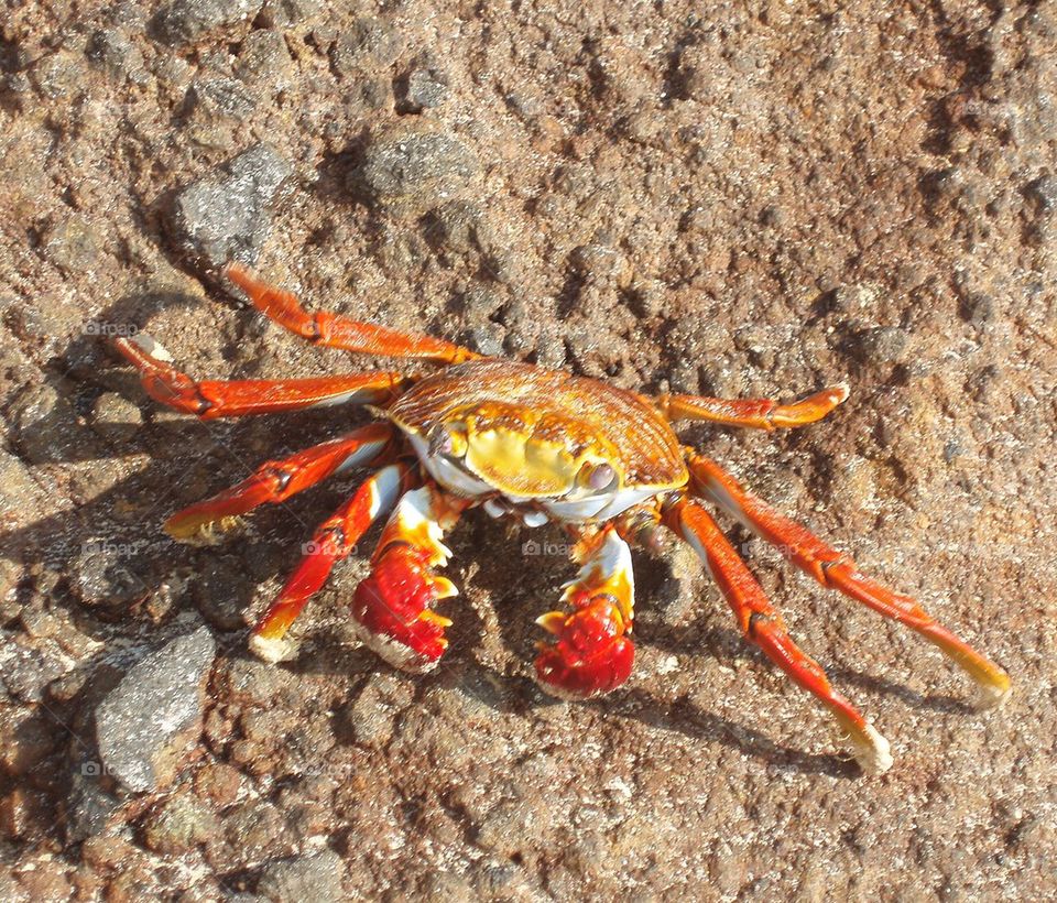 Light footed Sally crab