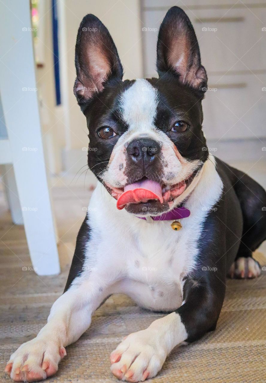 Pet Portrait: Black & White Boston Terrier Puppy