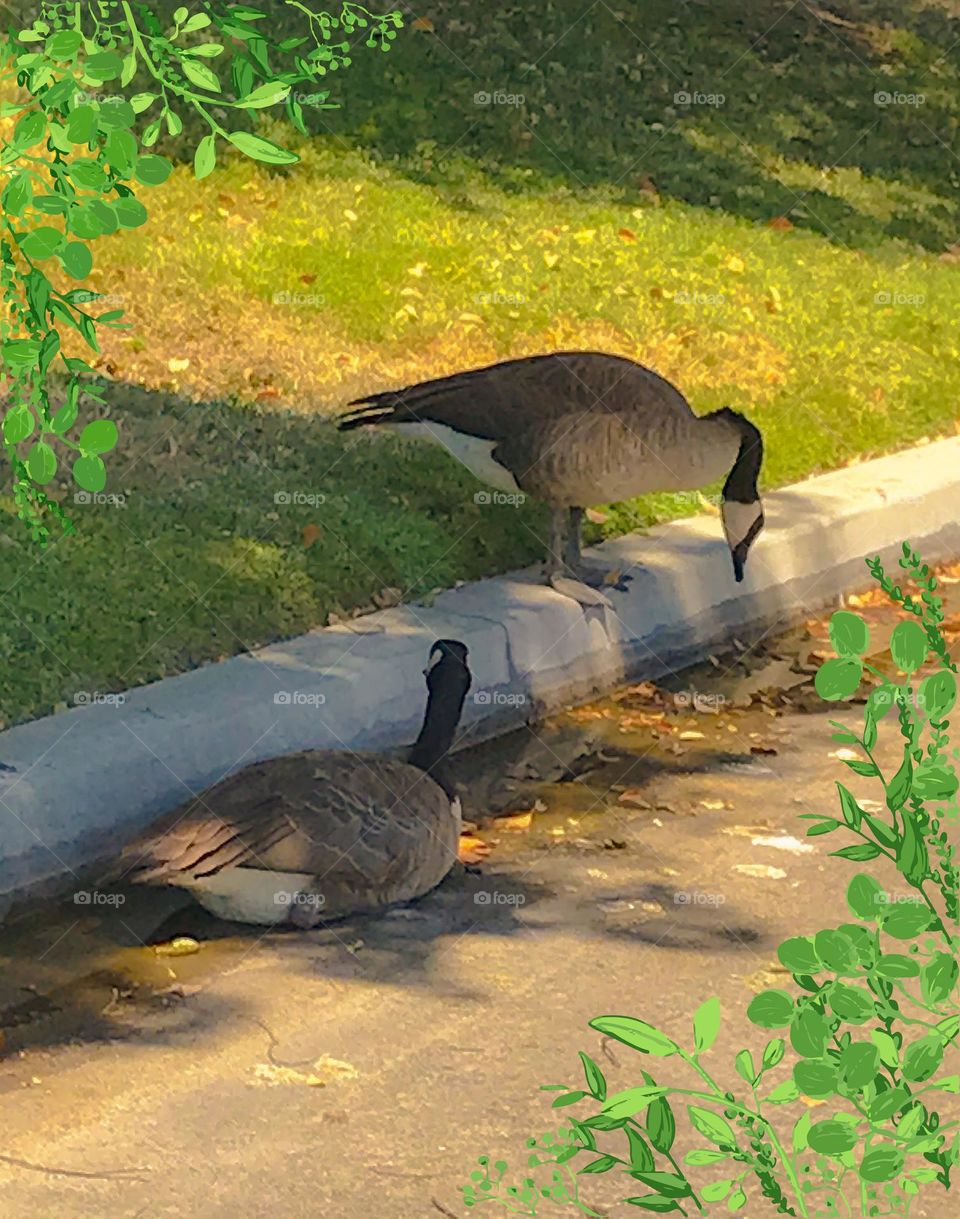 Beautiful sight of 2 geese on a summer day.
