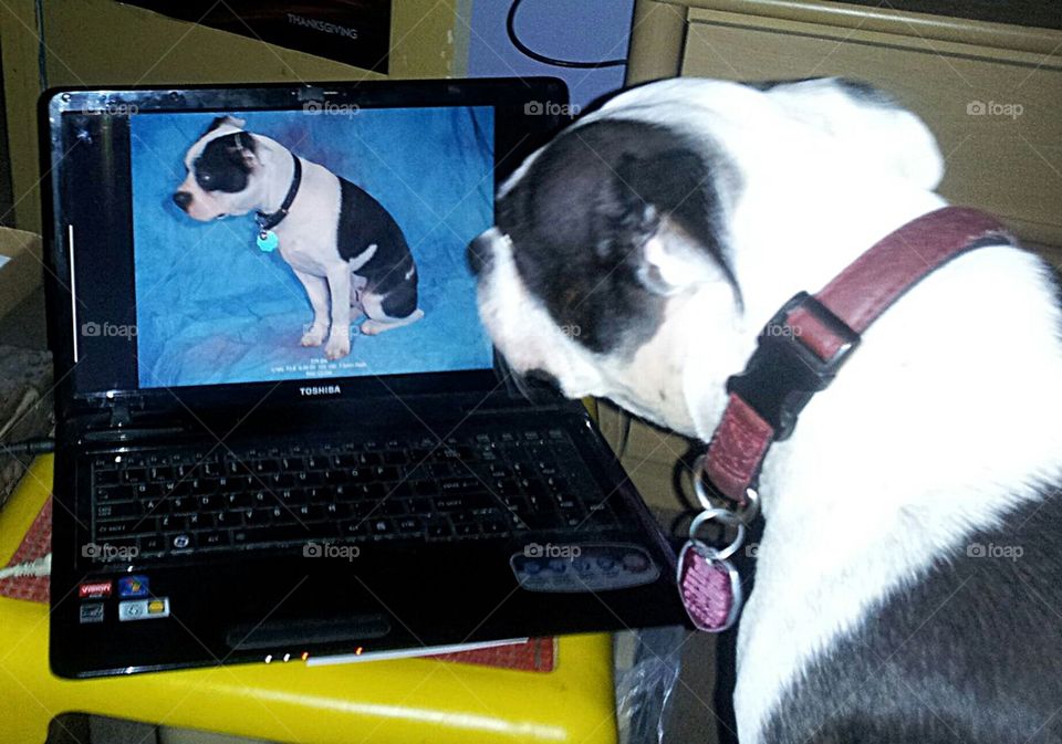 Dog on computer