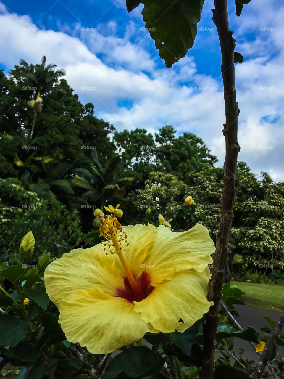 Hibiscus flower