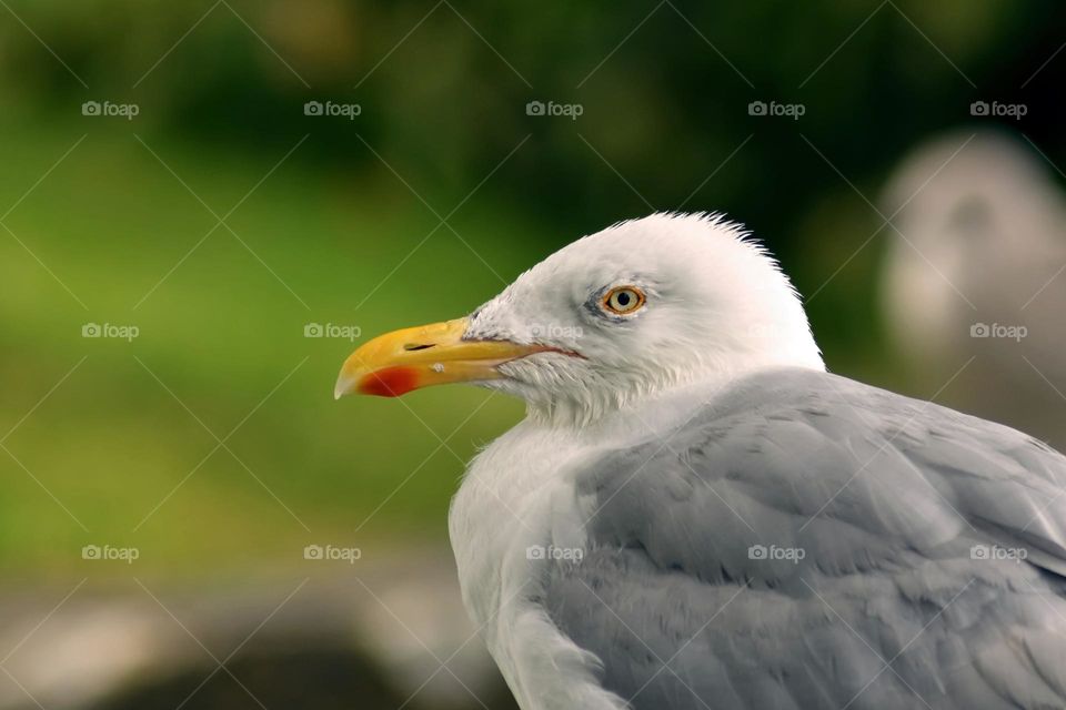 Seagul portrait