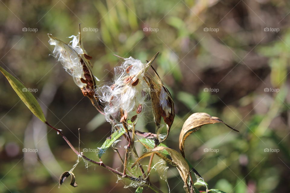 Milk weed pods, gone to seed and blowing into the wind on a beautiful Autumn day