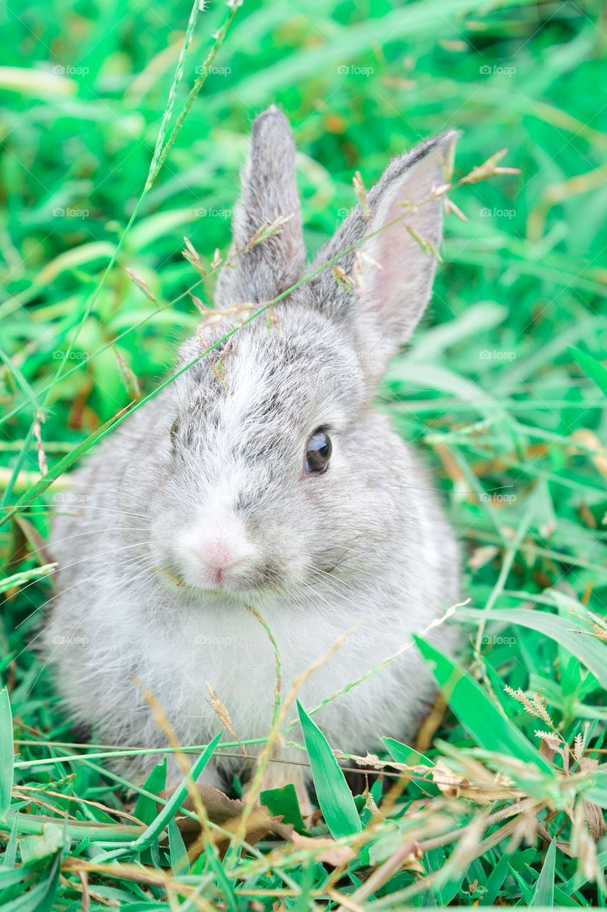 Cute rabbit photos on the meadow