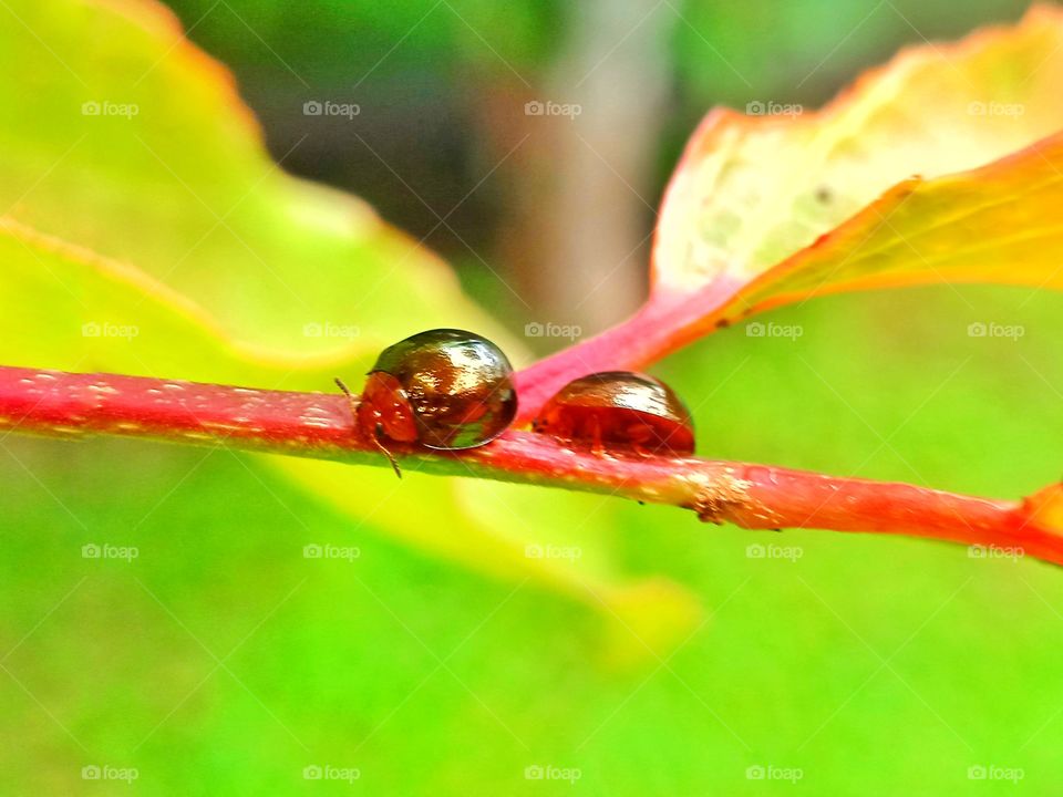 Ladybugs living in harmony