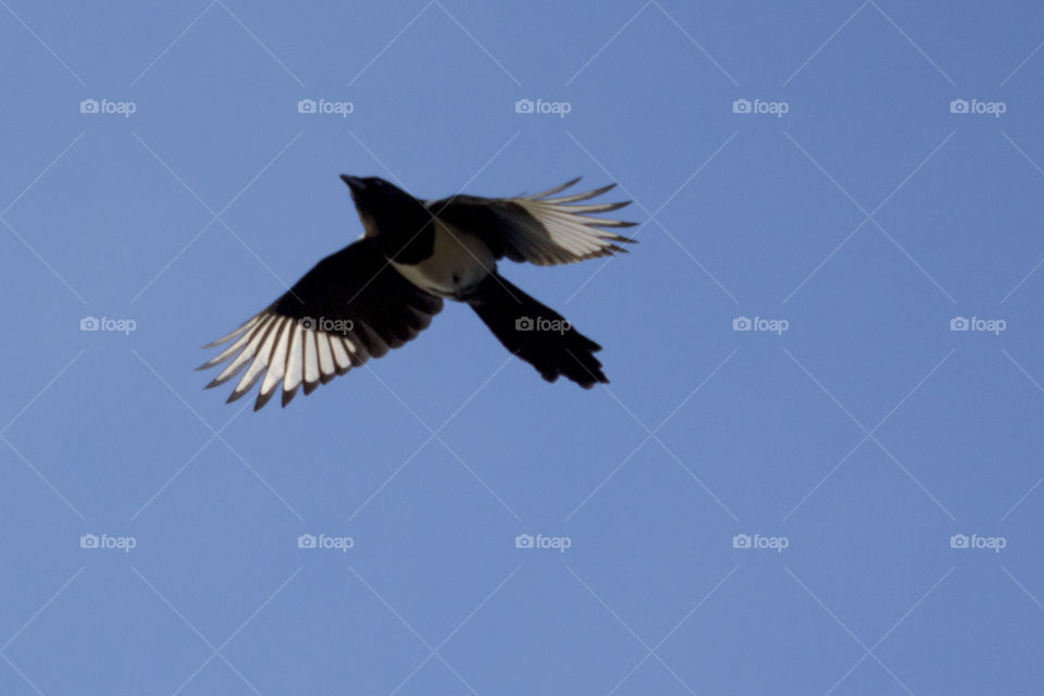 Magpie bird flying in the sky - skata flyger blå himmel 