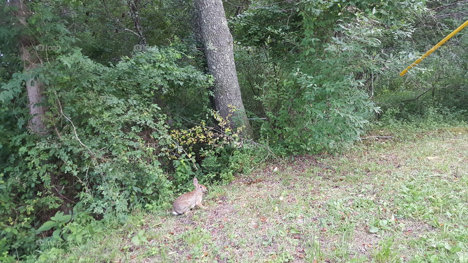 A wild bunny, lookingg for food.