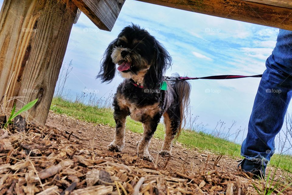 Dog on Lake Bluff