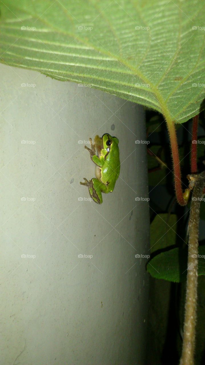 frog