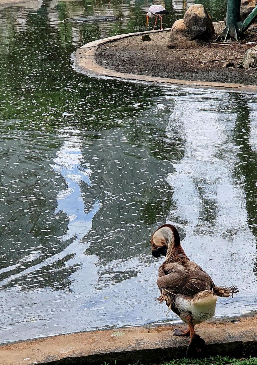 Goose at Man-made Pool