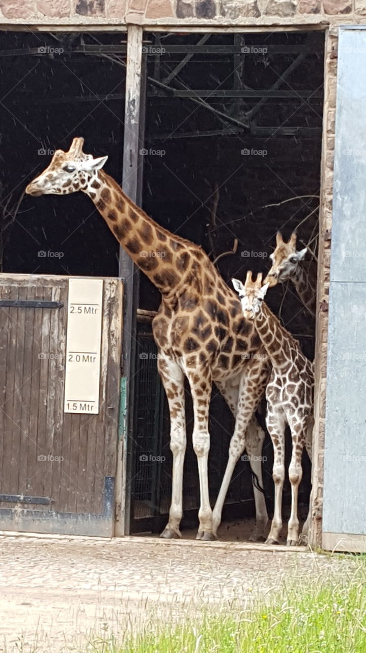Giraffe family at Chester Zoo, UK