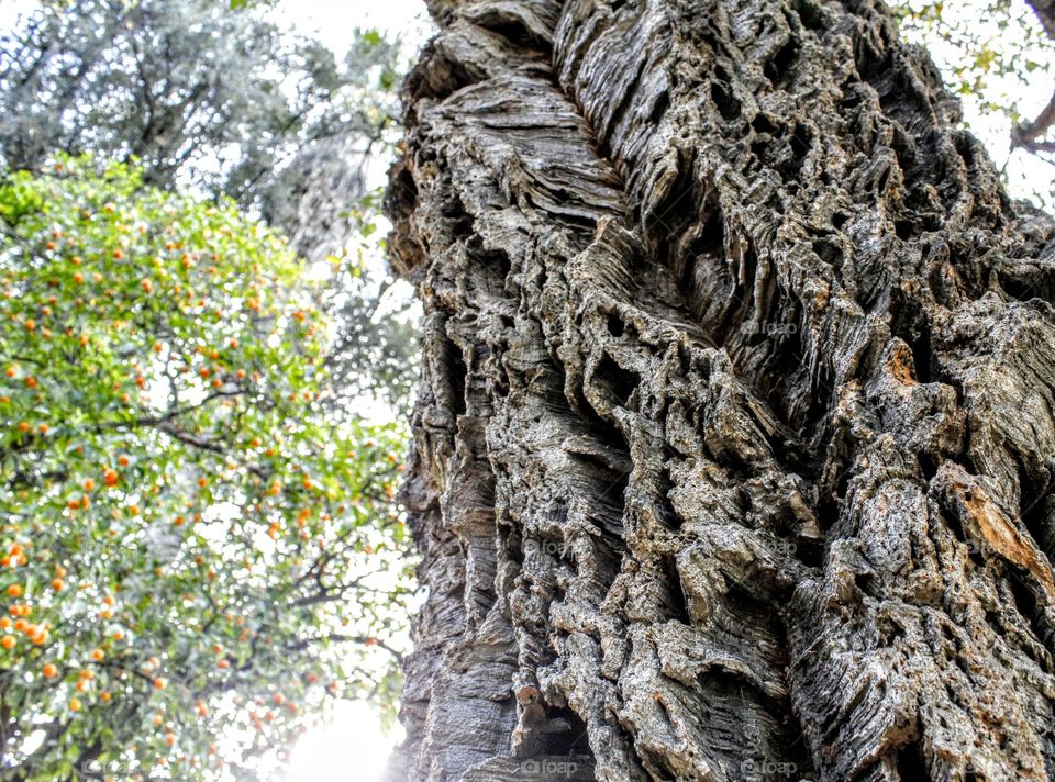 Nature's tree bark