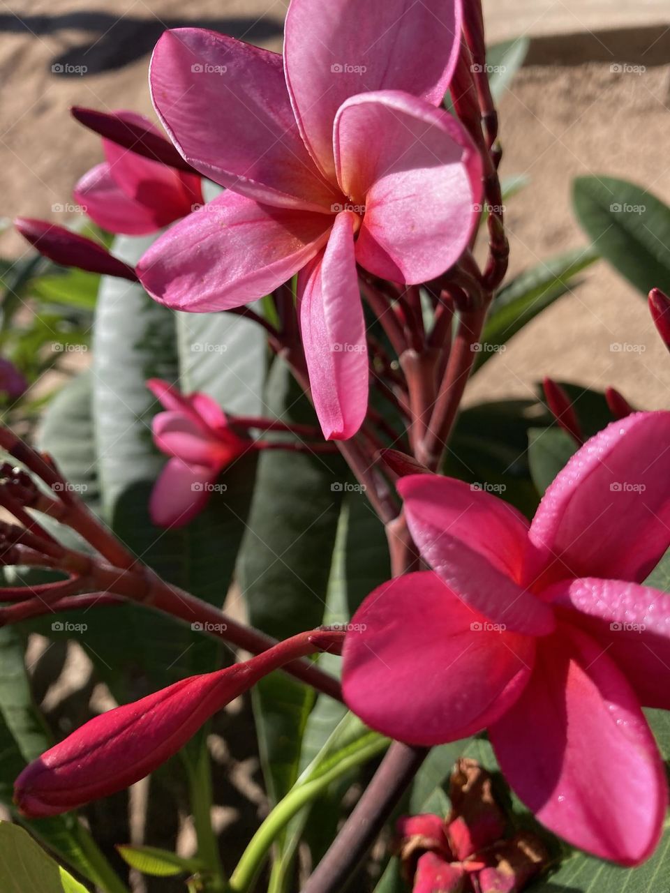 Flores punk de jasmim rosa. Fundo com folhas verdes naturais e solo arenoso. Flores comestíveis.