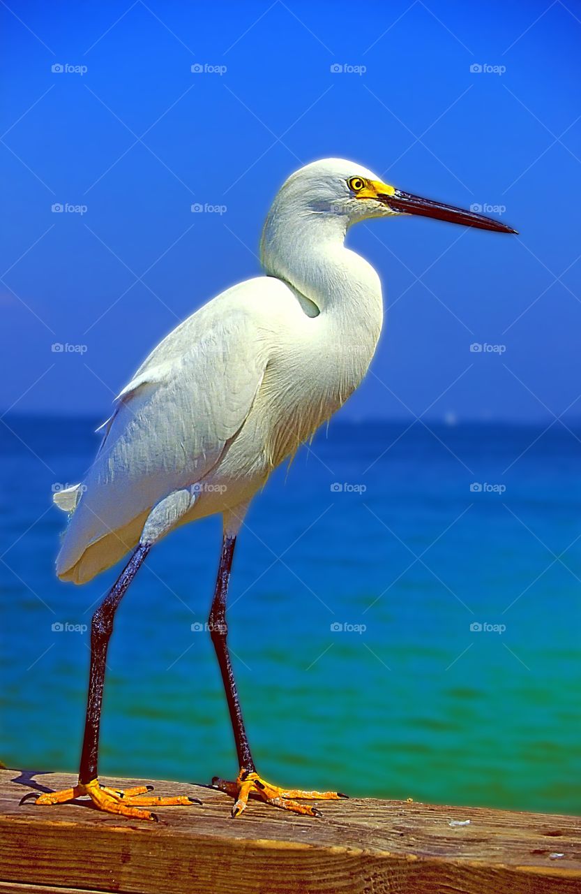 Snowy Egret portrait.