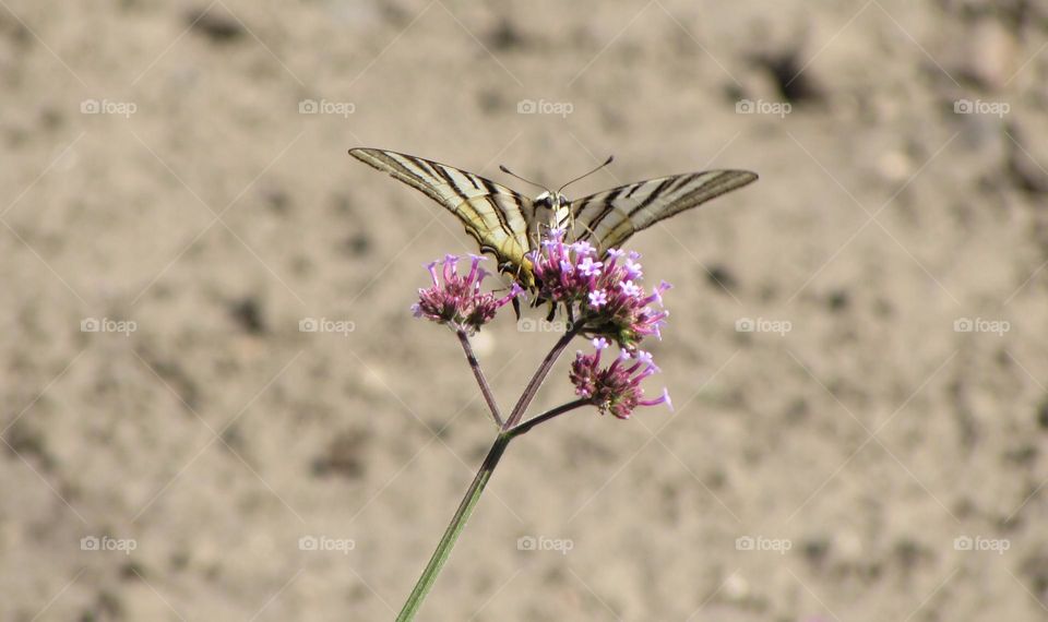 Butterfly on a flower