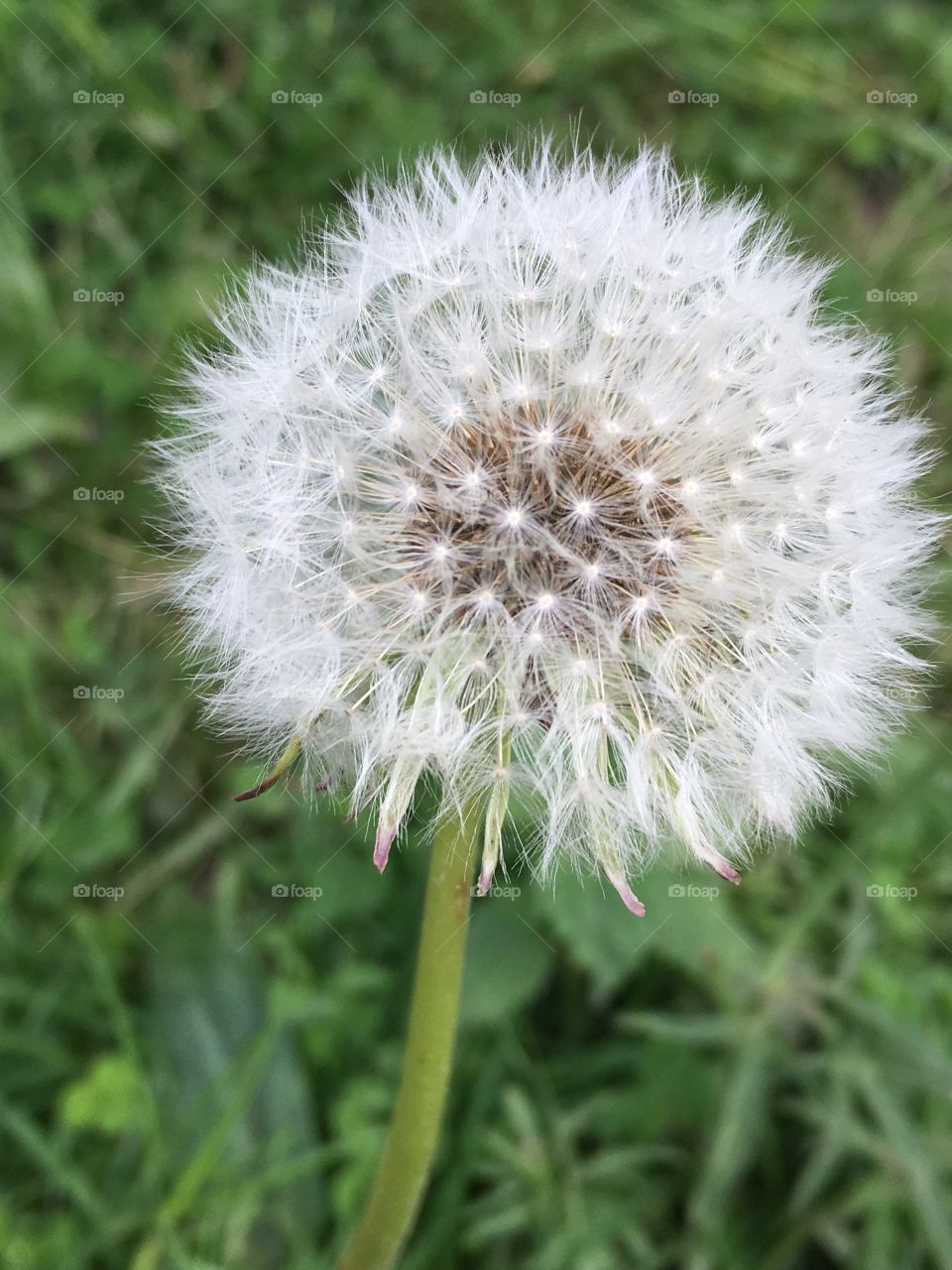 Dandelion 