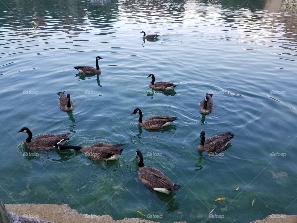 geese