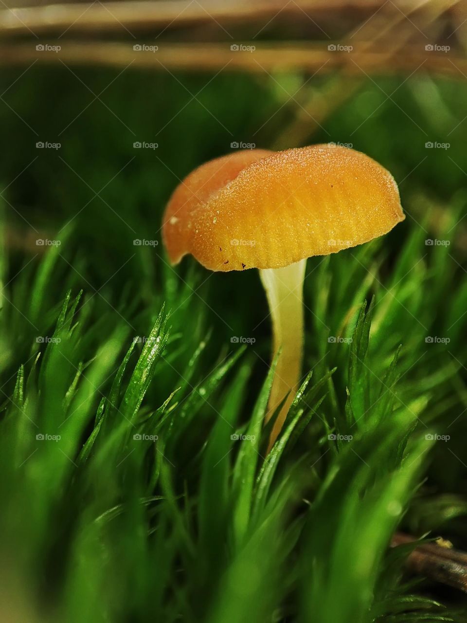 Macro photo of a mushroom growing in the forest