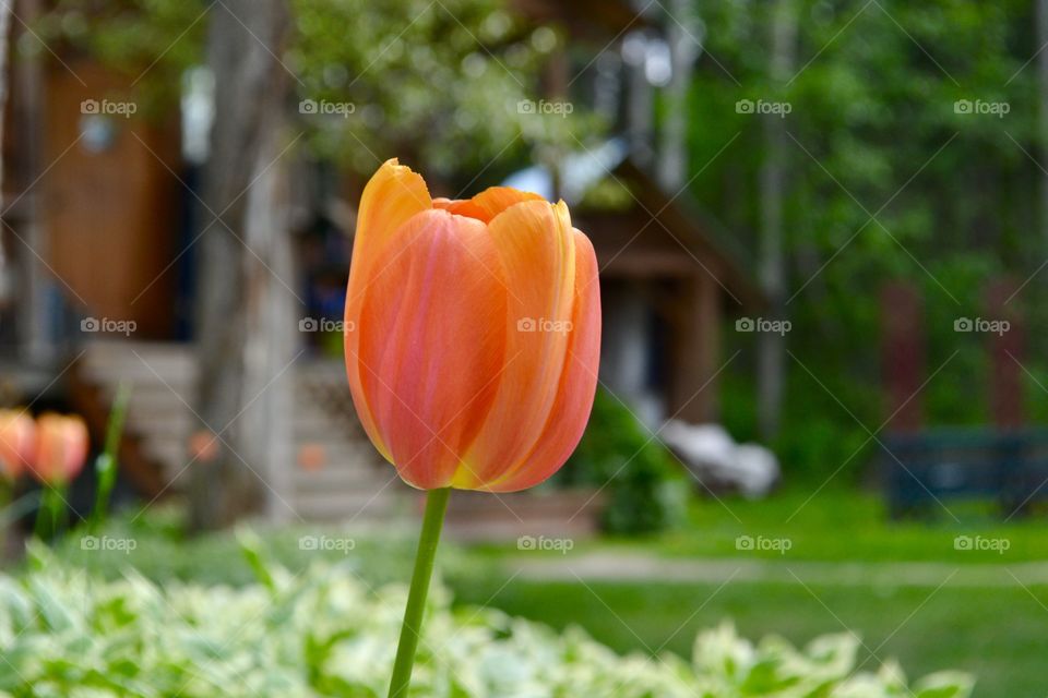 Single Orange tulip