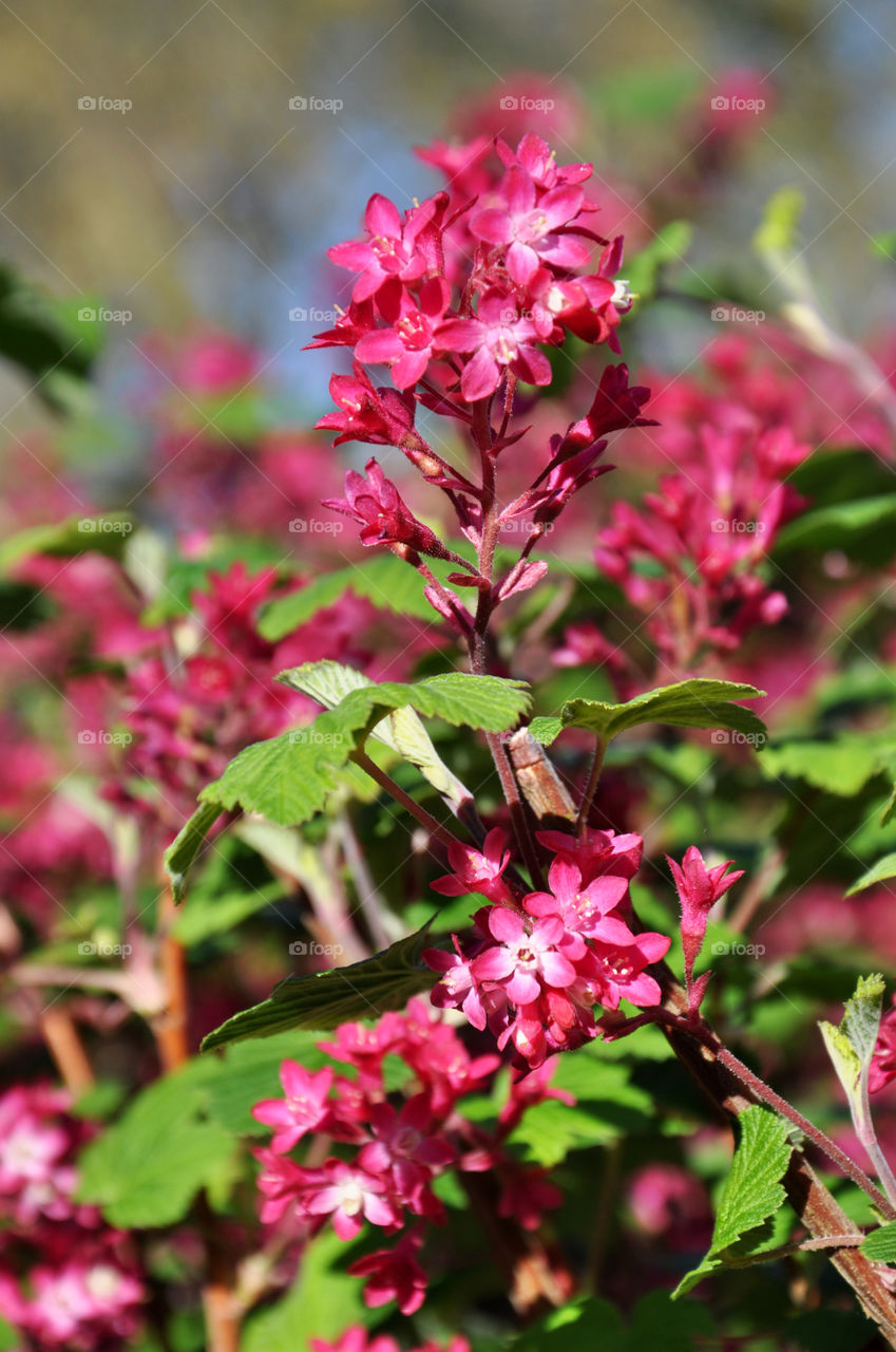 Blooms 