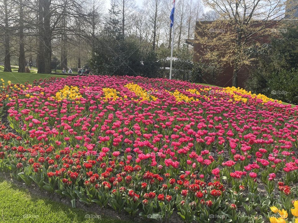 Spring field of amazing tulips. Would you like to go for a walk there? 