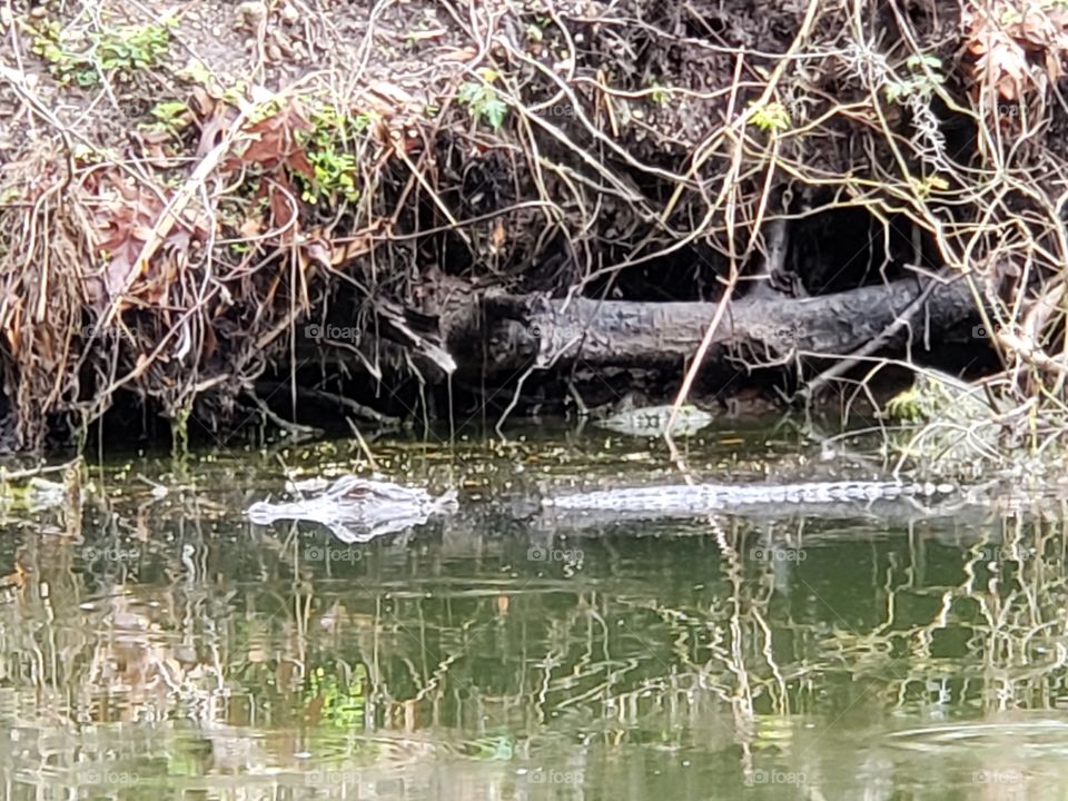 An alligator, still like a log