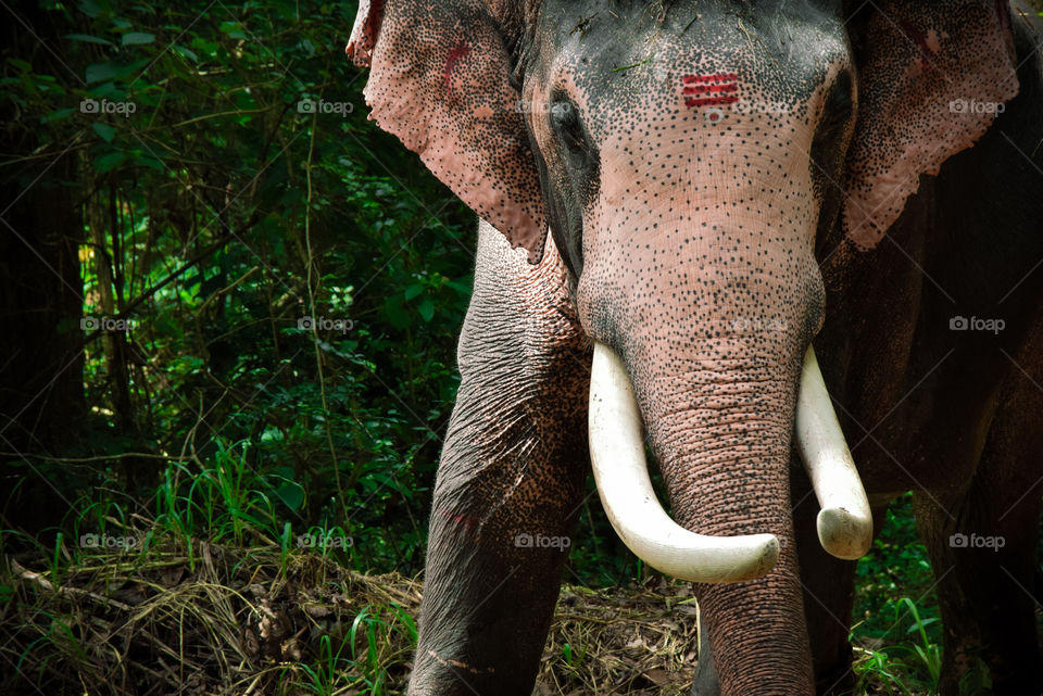 kerala elephant from kodanaadu