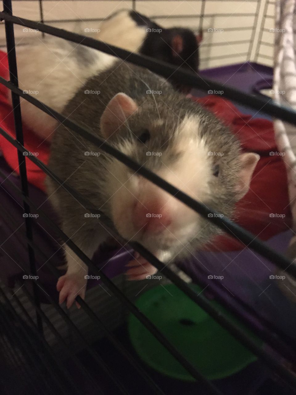Reggie my fancy dumbo rat
