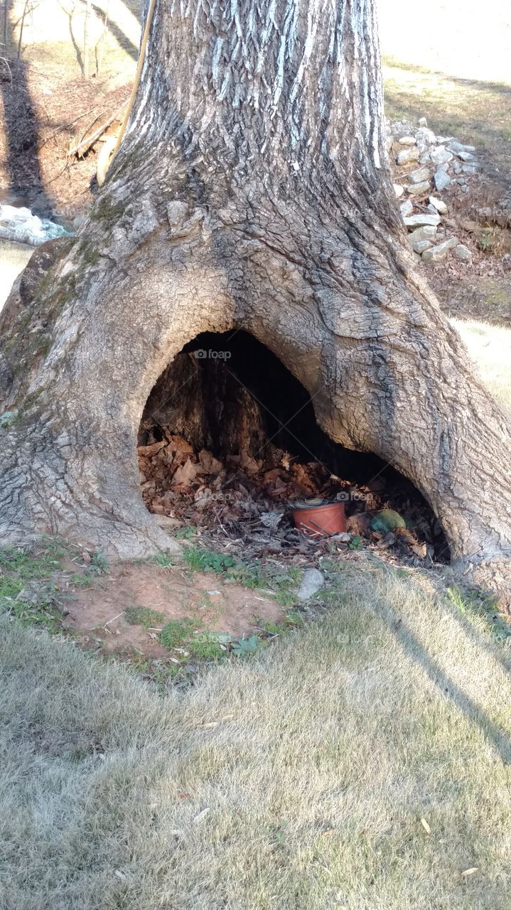 Nature, No Person, Outdoors, Wood, Tree