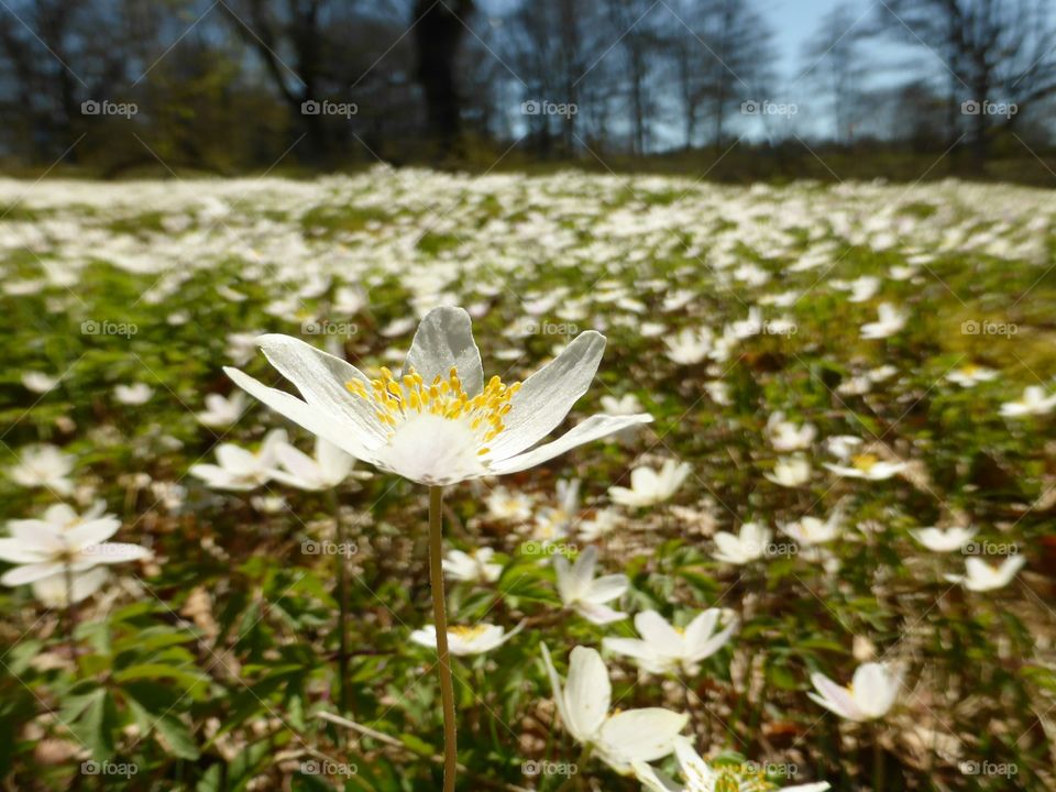 Anemones 