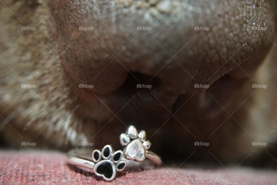 Muzzle#dog#ring